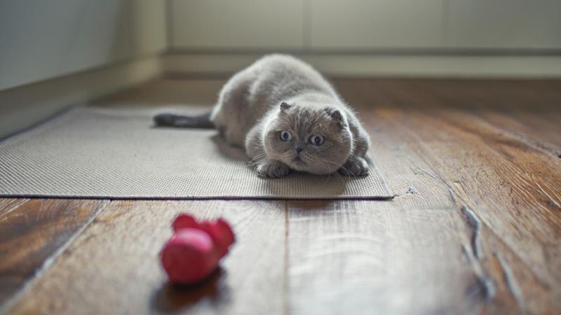 Scottish Fold