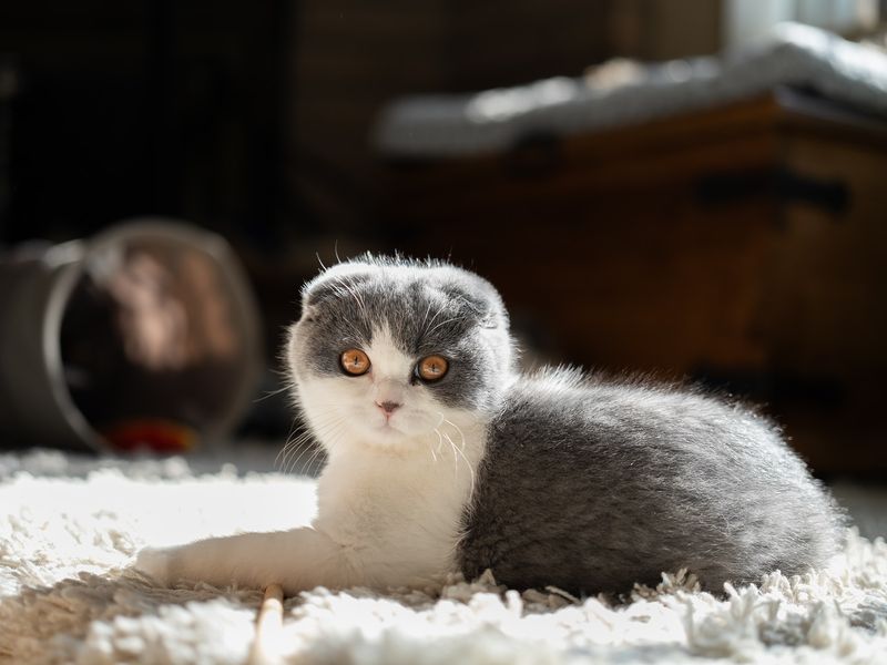 Scottish Fold