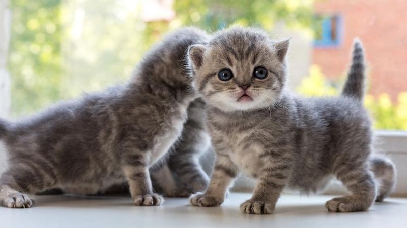 Scottish Fold