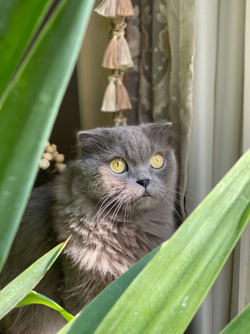 Scottish Fold