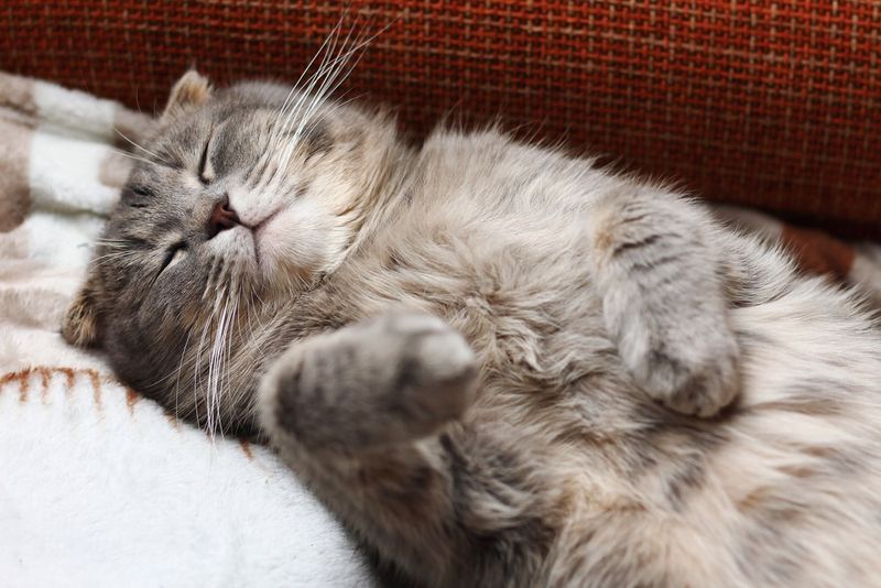 Scottish Fold