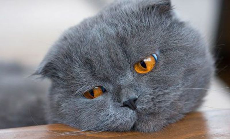 Scottish Fold