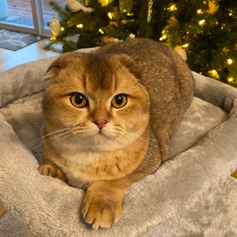 Scottish Fold