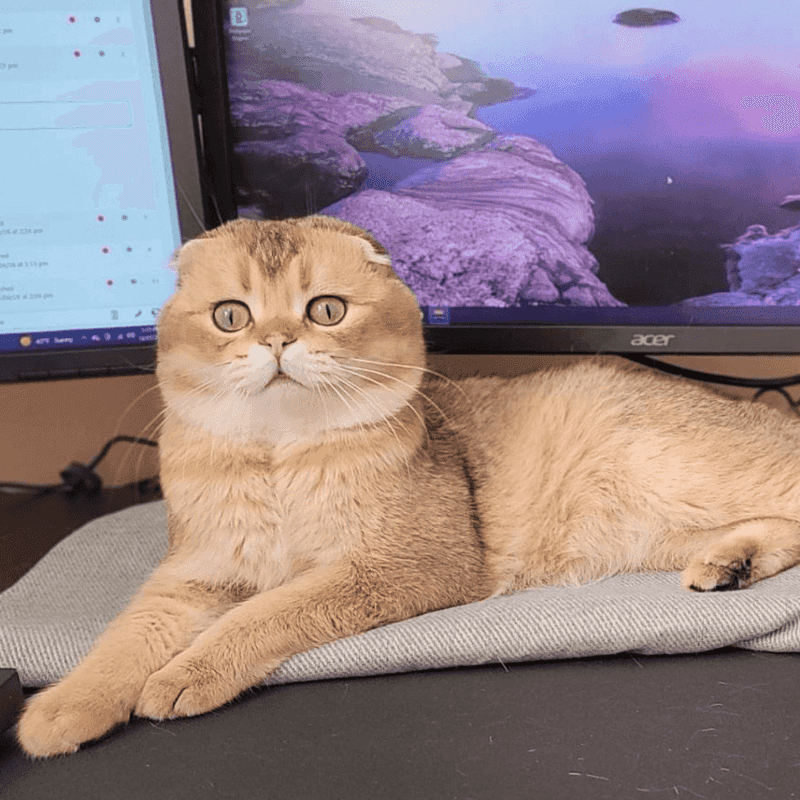 Scottish Fold
