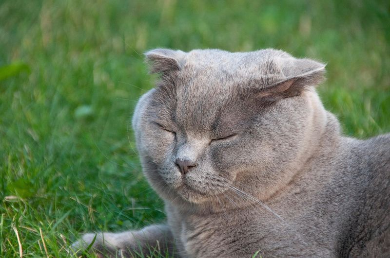 Scottish Fold