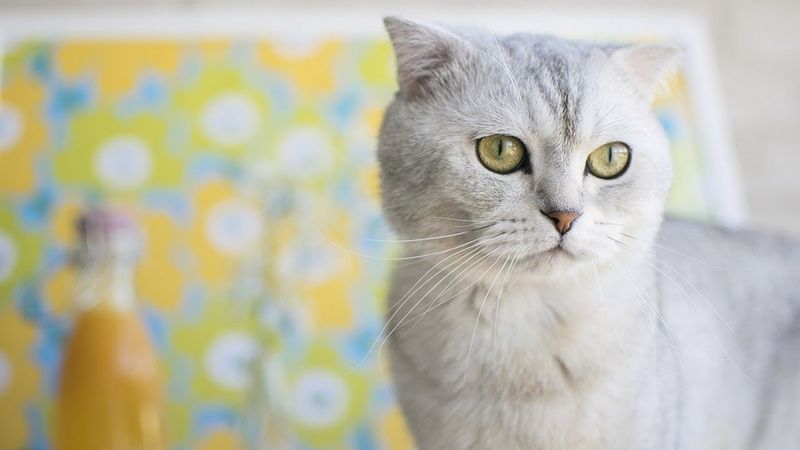 Scottish Fold