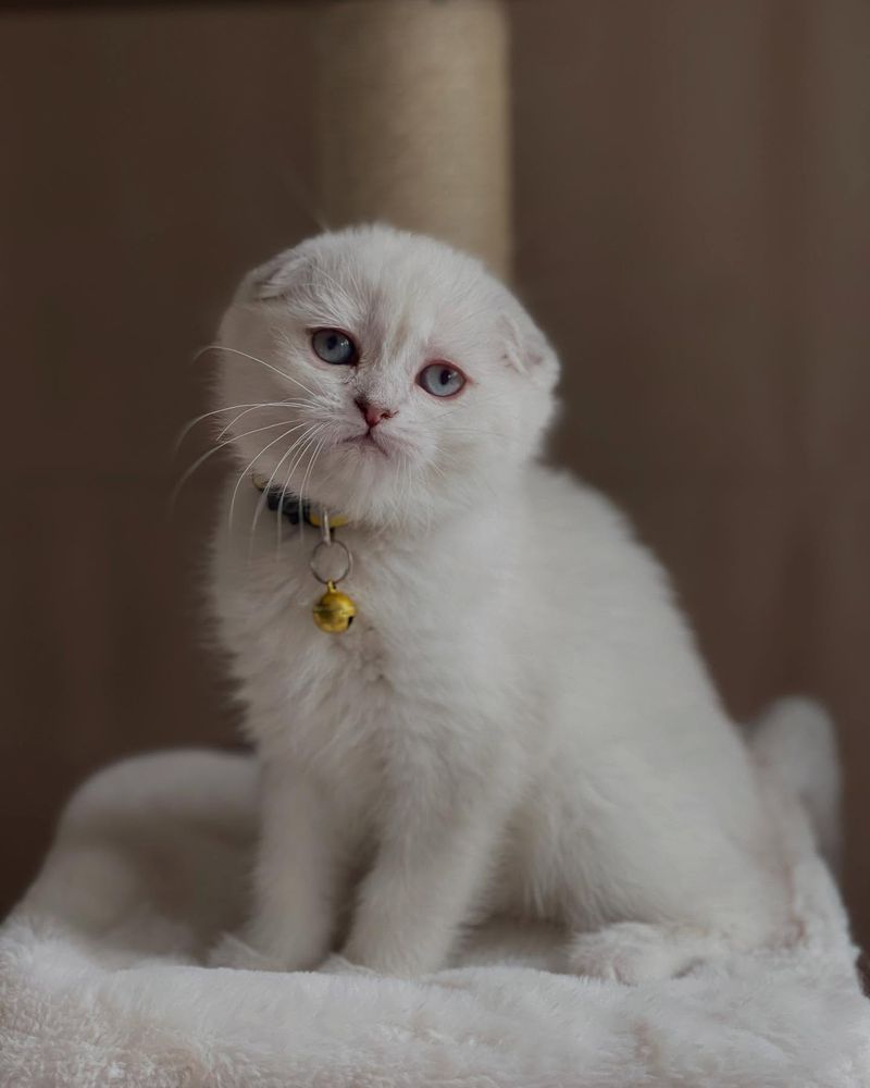 Scottish Fold