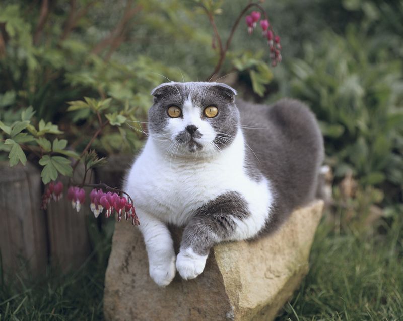 Scottish Fold