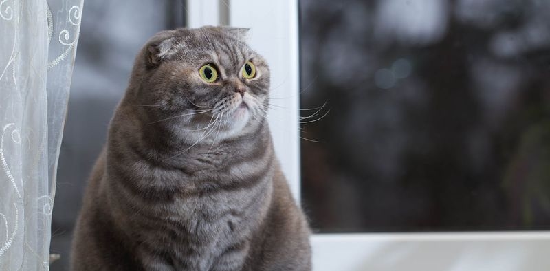 Scottish Fold