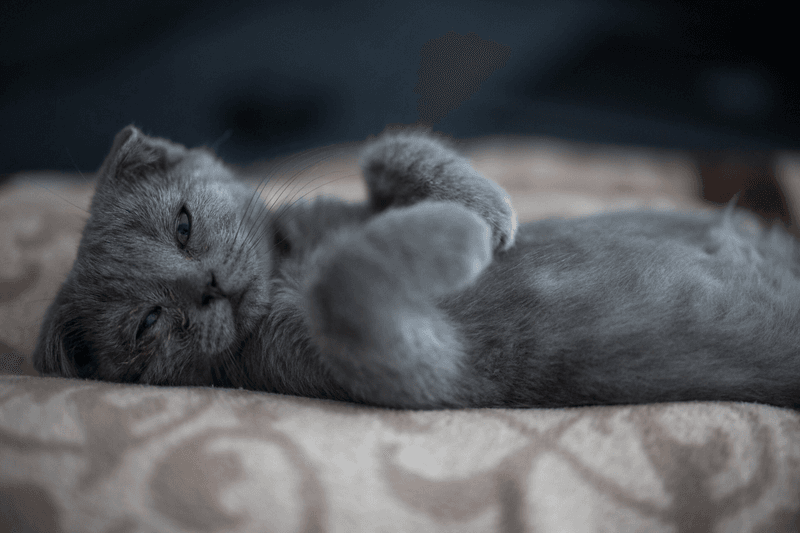 Scottish Fold