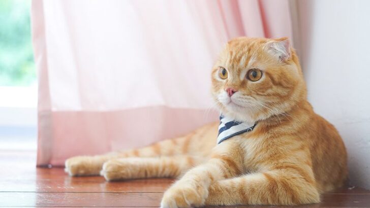 Love Orange Cats? These 7 Breeds Are the Most Beloved of All Time