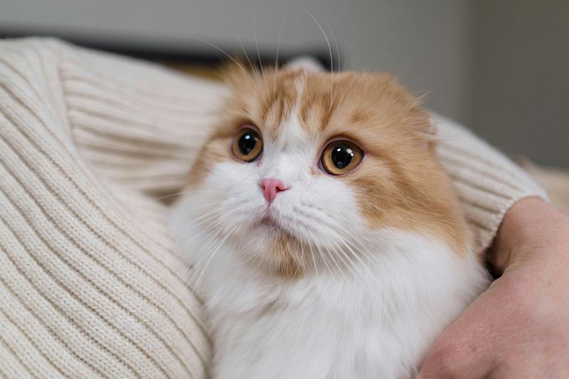 Scottish Fold