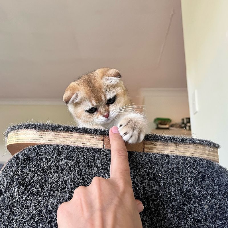 Scottish Fold