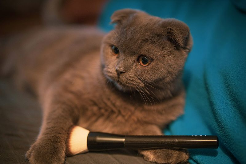 Scottish Fold