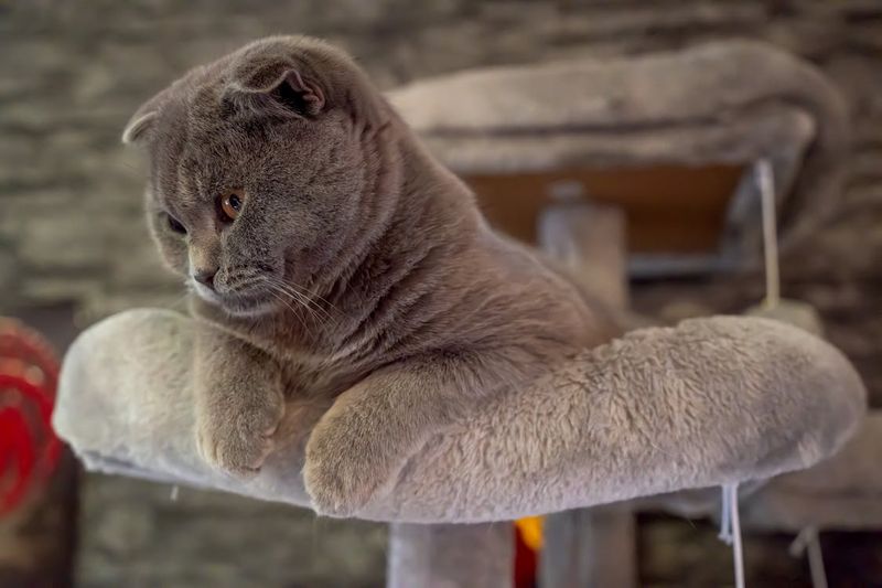 Scottish Fold