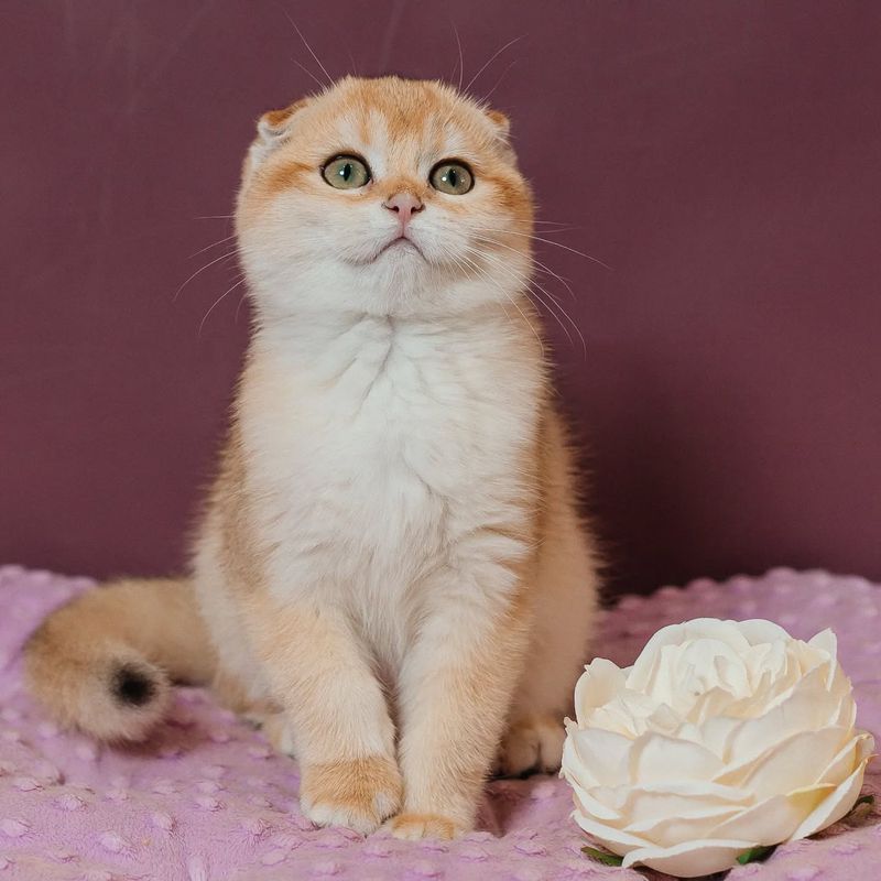 Scottish Fold