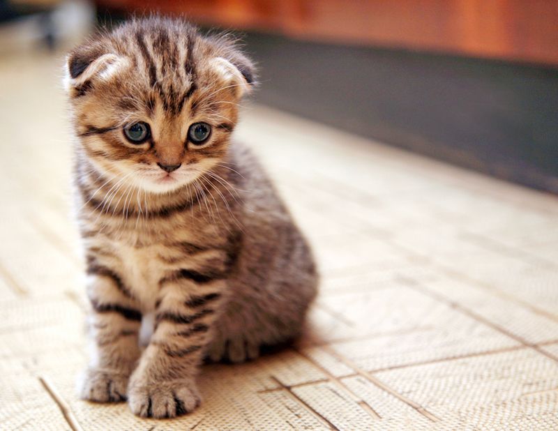 Scottish Fold