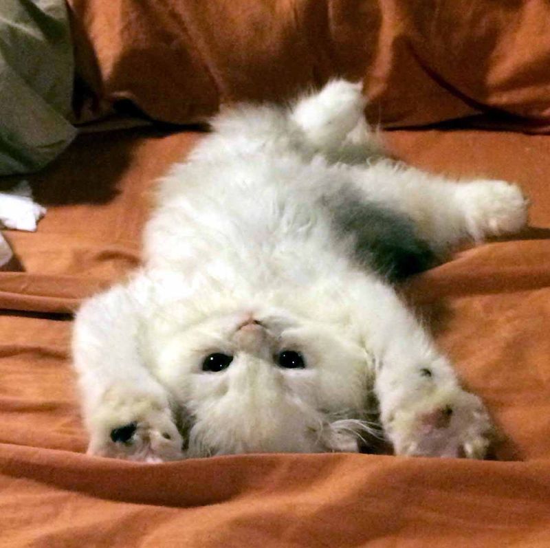 Scottish Fold