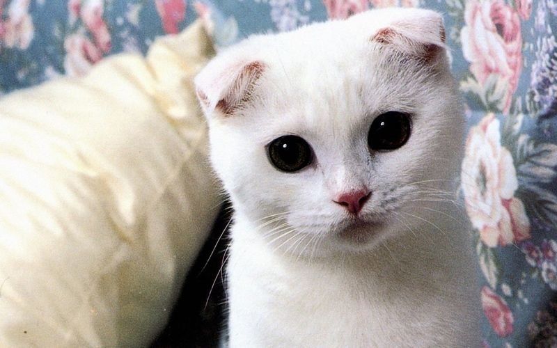 Scottish Fold: Gentle Souls with Owl-Like Charm
