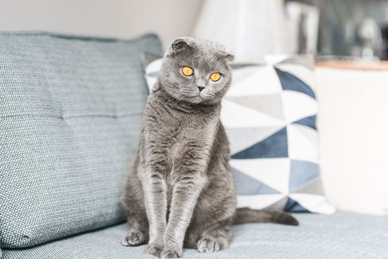 Scottish Fold: The Adorable Boundary-Setter