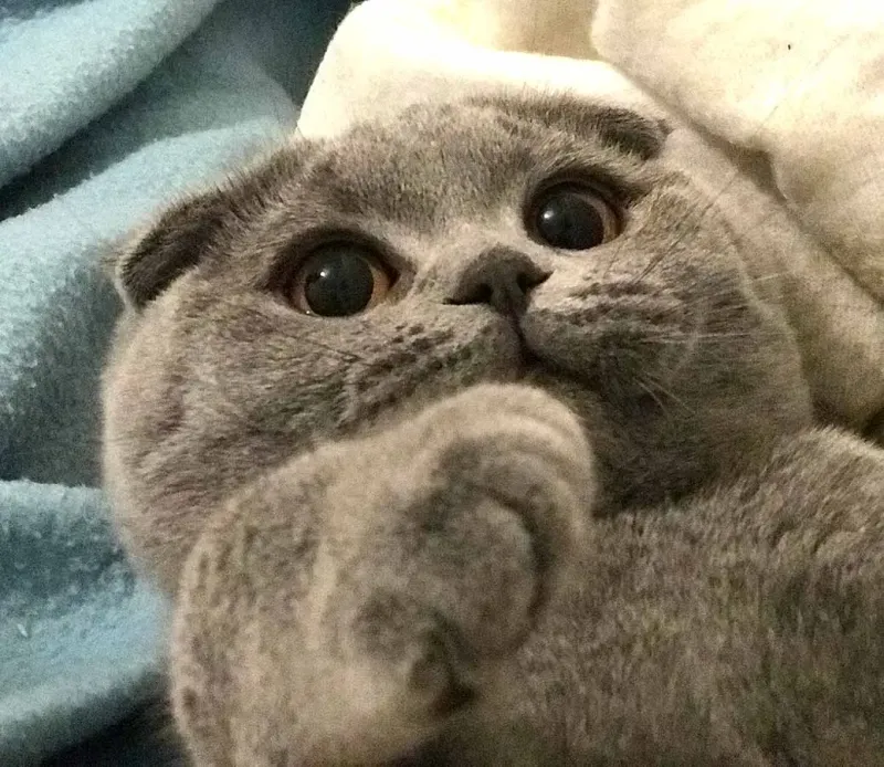 Scottish Fold