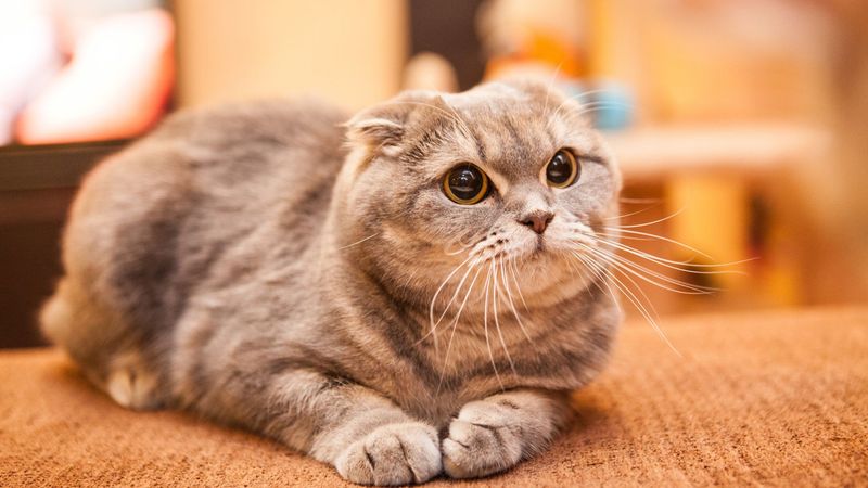 Scottish Folds: Cute Ears, Painful Condition