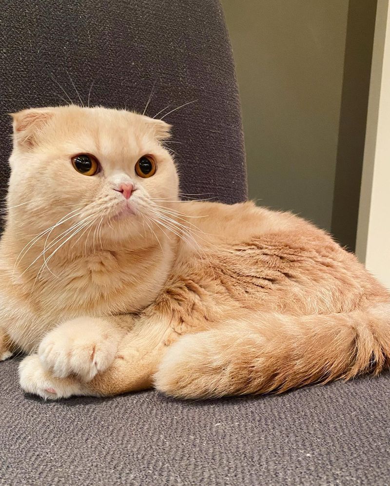 Scottish Folds: Cute Ears, Painful Joints