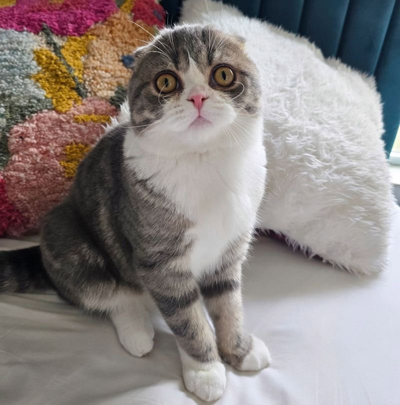 Scottish Folds: Cute Ears, Painful Joints