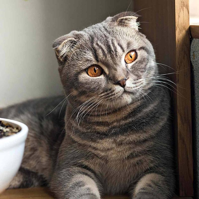Scottish Folds: Feline Teddy Bears