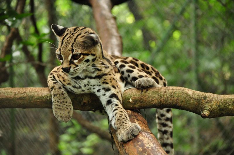 Scrape Marks or Scent Marking