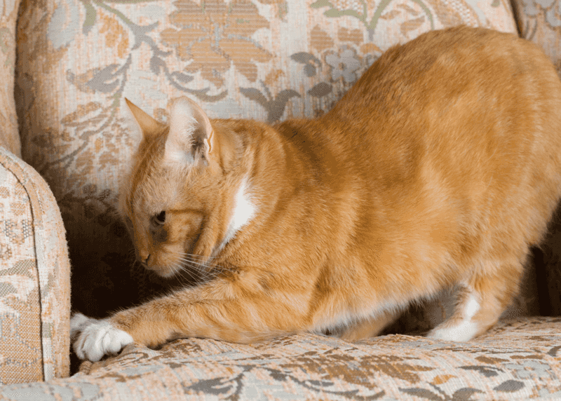 Scratching Furniture Despite Having a Post