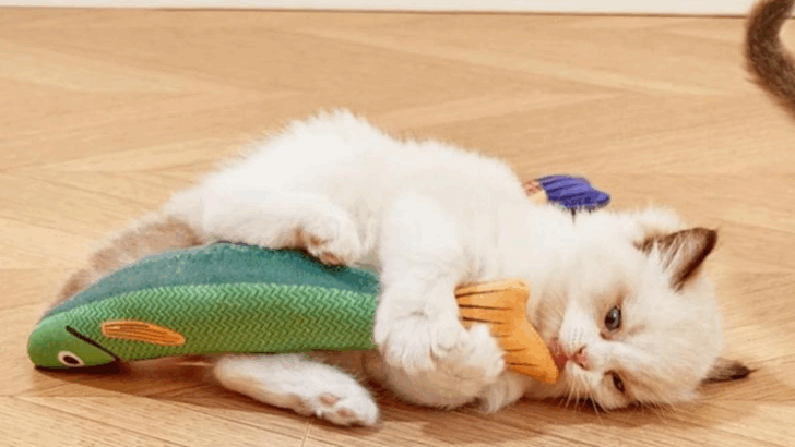 10 Cheap Amazon Finds Your Cat Will Love (and You’ll Love the Price)