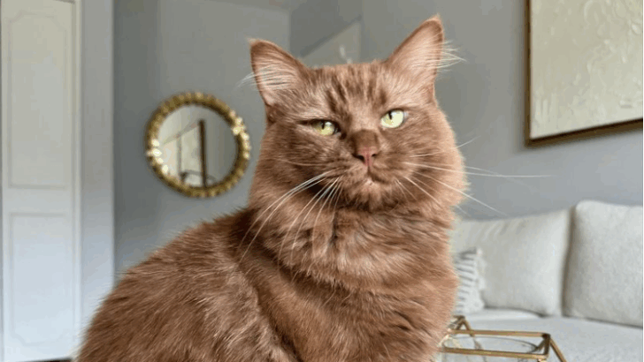 6 Cat Breeds Seniors Regret Adopting—And What to Get Instead