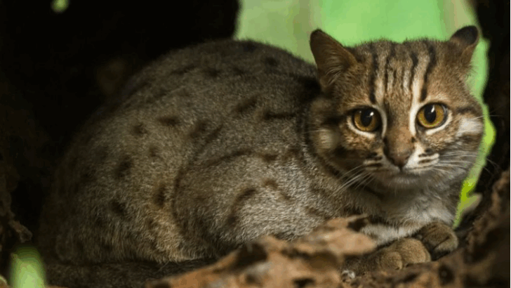 7 Wild Cats That Might Fool You Into Thinking They’re Domesticated