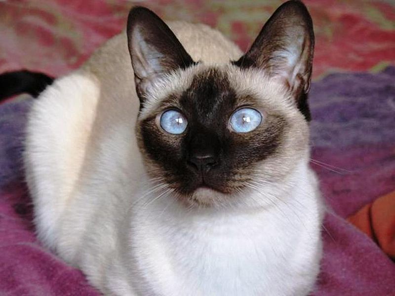 Seal Point Siamese
