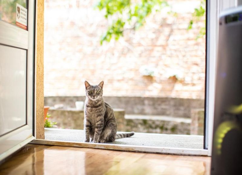 Secondary Families: Your Cat's Other Home