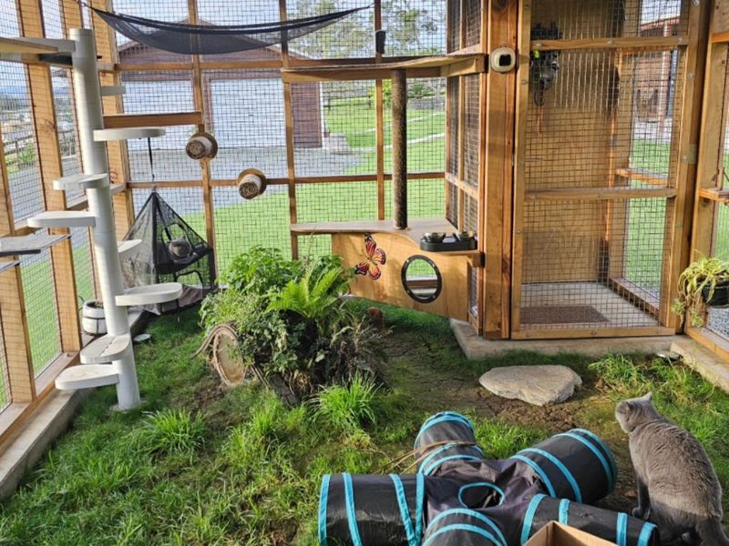 Secure Cat Enclosure