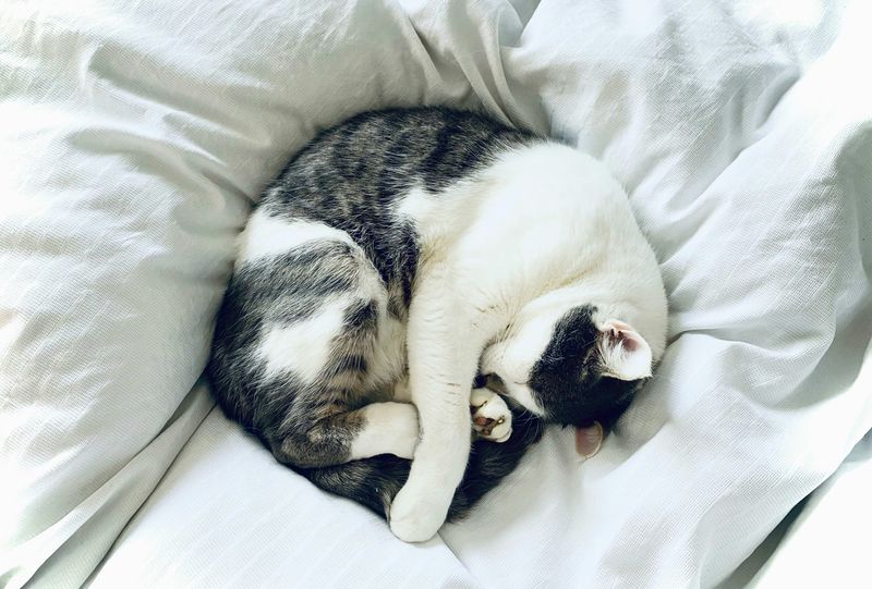 Security Blanket Effect