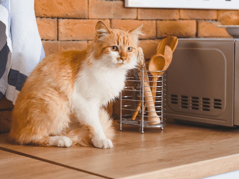 Self-Taught Appliance Operation