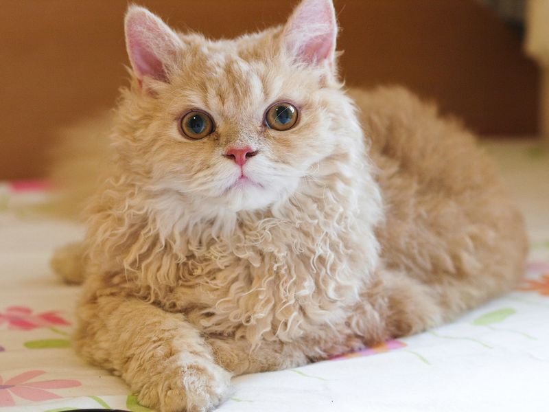 Selkirk Rex