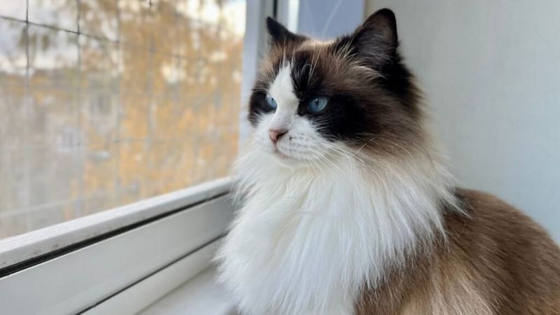 Sensitivity to Being Left Alone