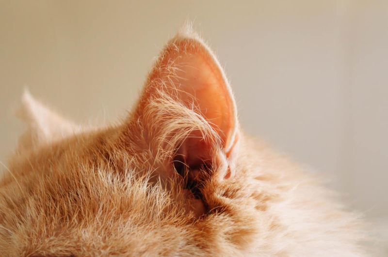 Sensory Sensitivity