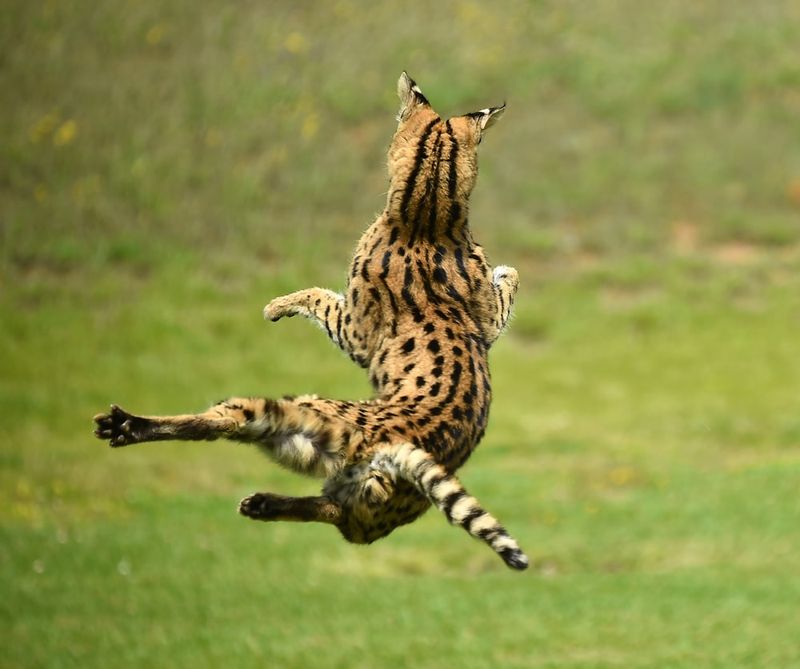 Serval