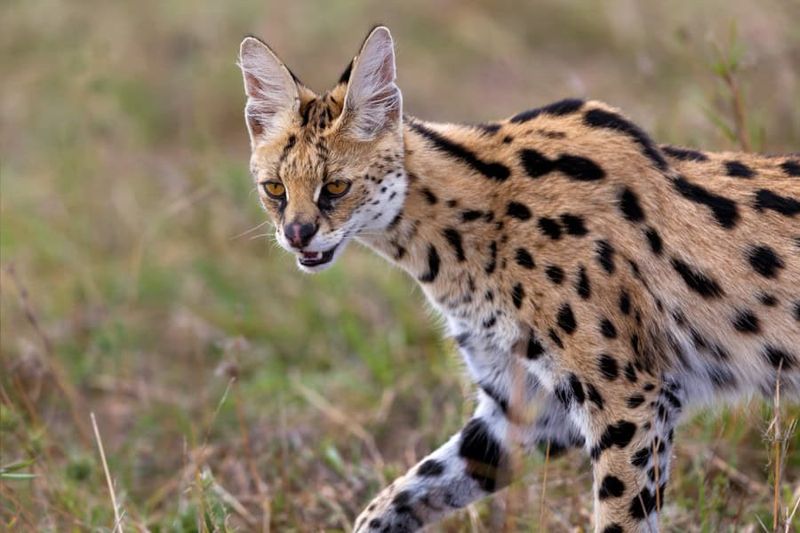 Serval