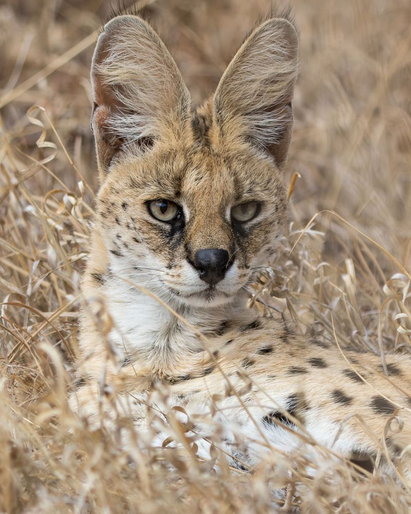 Serval's Sunset Orbs