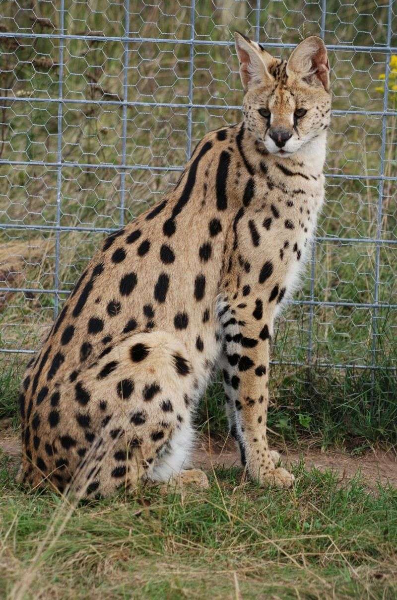 Serval