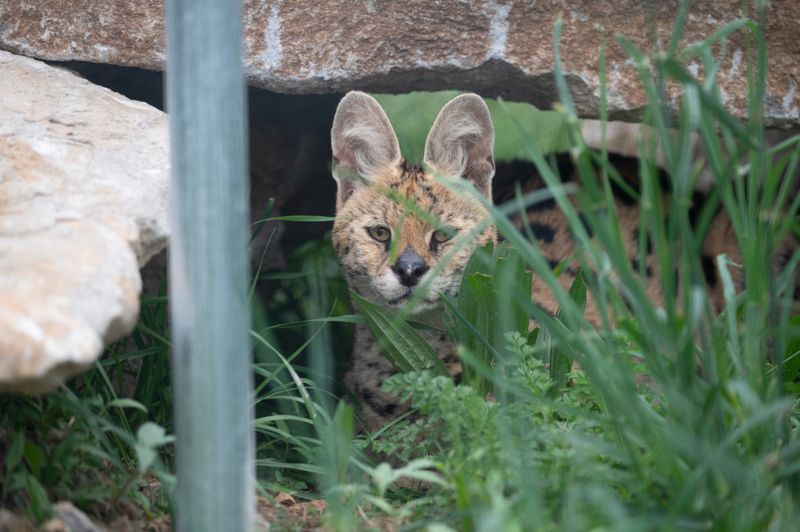 Serval