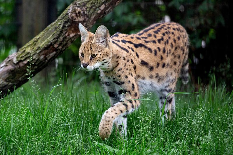 Serval