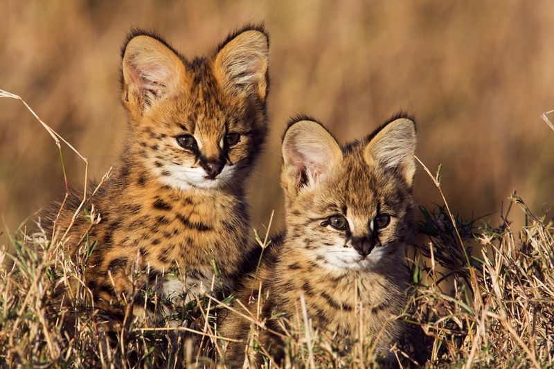 Serval (Leptailurus serval) – Mothers and Offspring