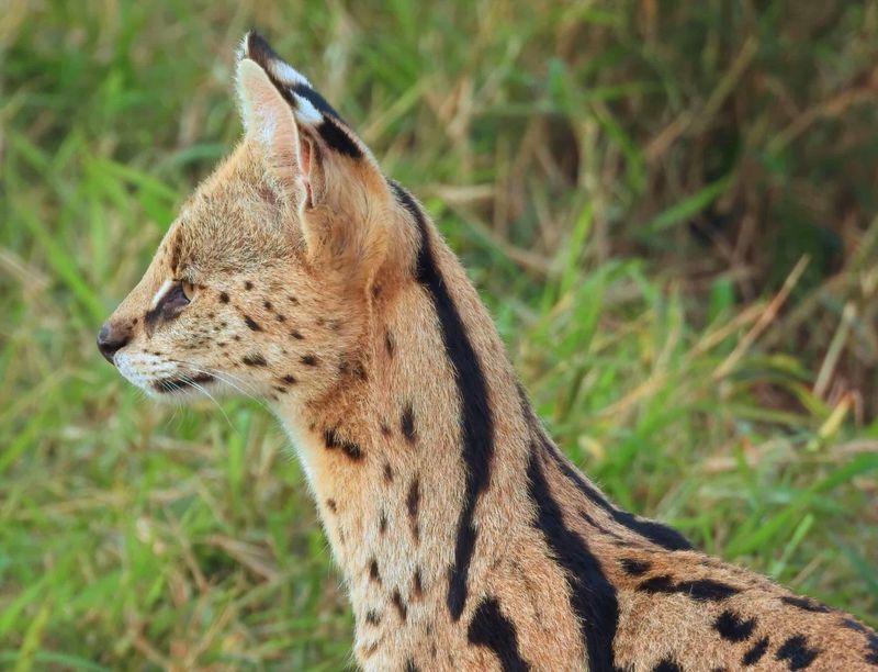 Serval (Leptailurus serval)